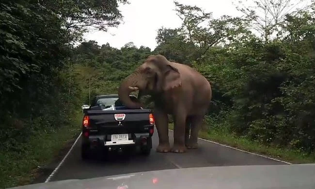 Τρομοκρατημένη οικογένεια παρακολουθεί ανήμπορη καθώς… τους ληστεύει ένας ελέφαντας (βίντεο)